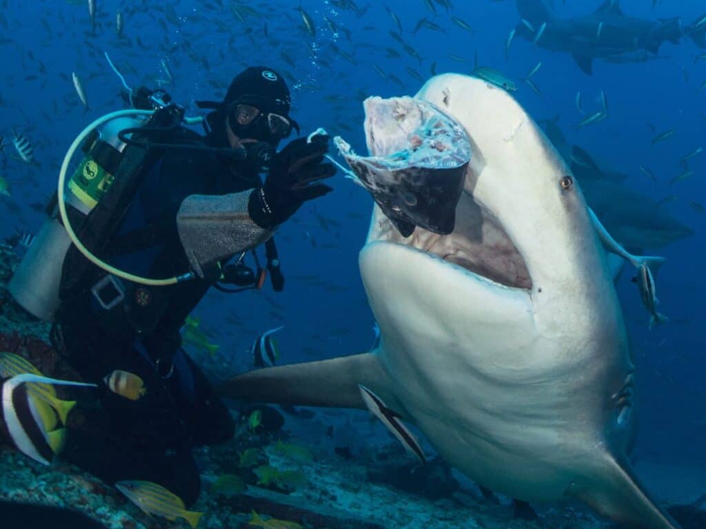 Fiji’s Beqa Lagoon shark diving