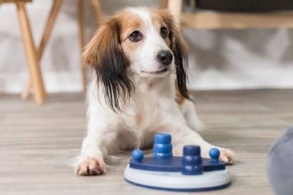 dog puzzle toy