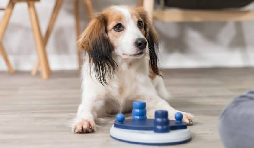 dog puzzle toy